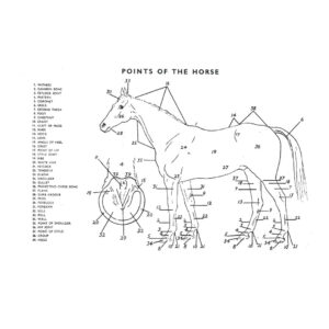 Points of a Horse Chart