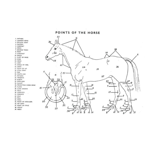 Points of a Horse Chart
